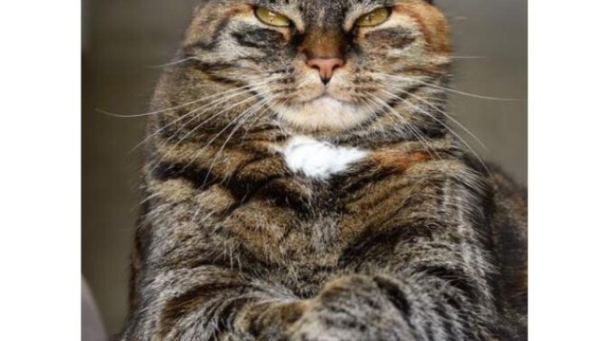 pisica_foto_pexels_31876700