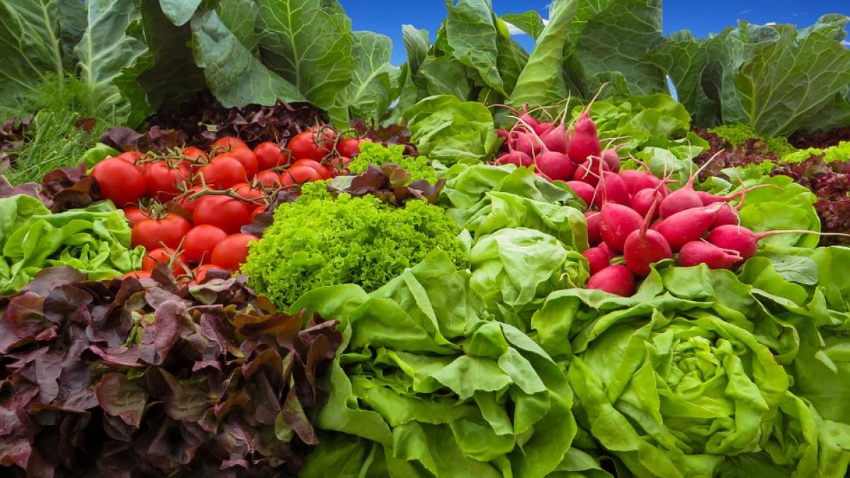 leguma-primvara-ridiche_38482900