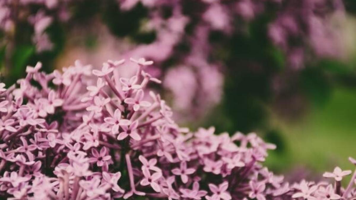 anm_vreme_aprilie_foto_pexels_04858500