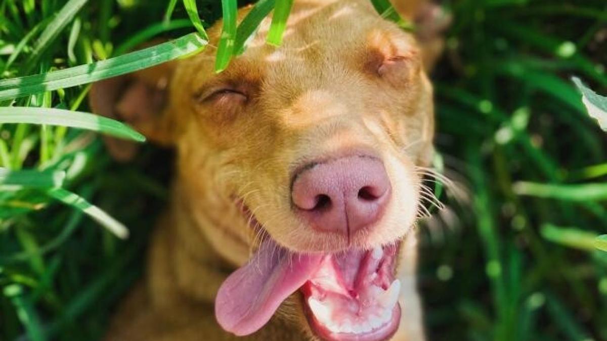 caine_iarba_foto_pexels_97108800