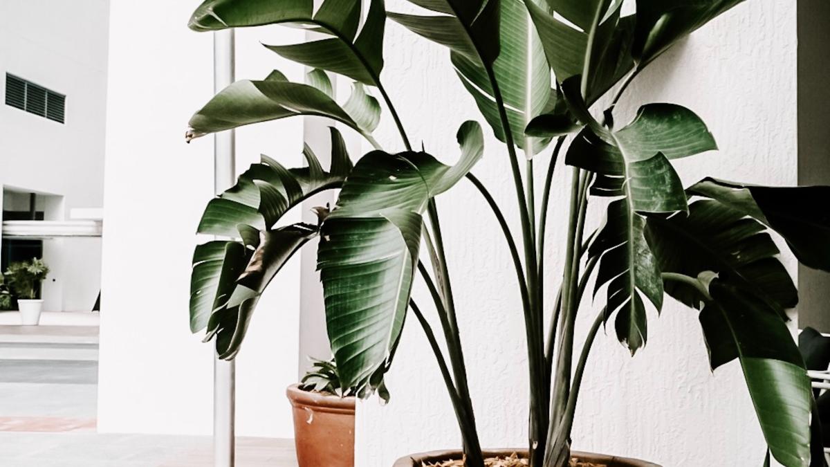 plante-care-curata-aerul-in-interior_83794200