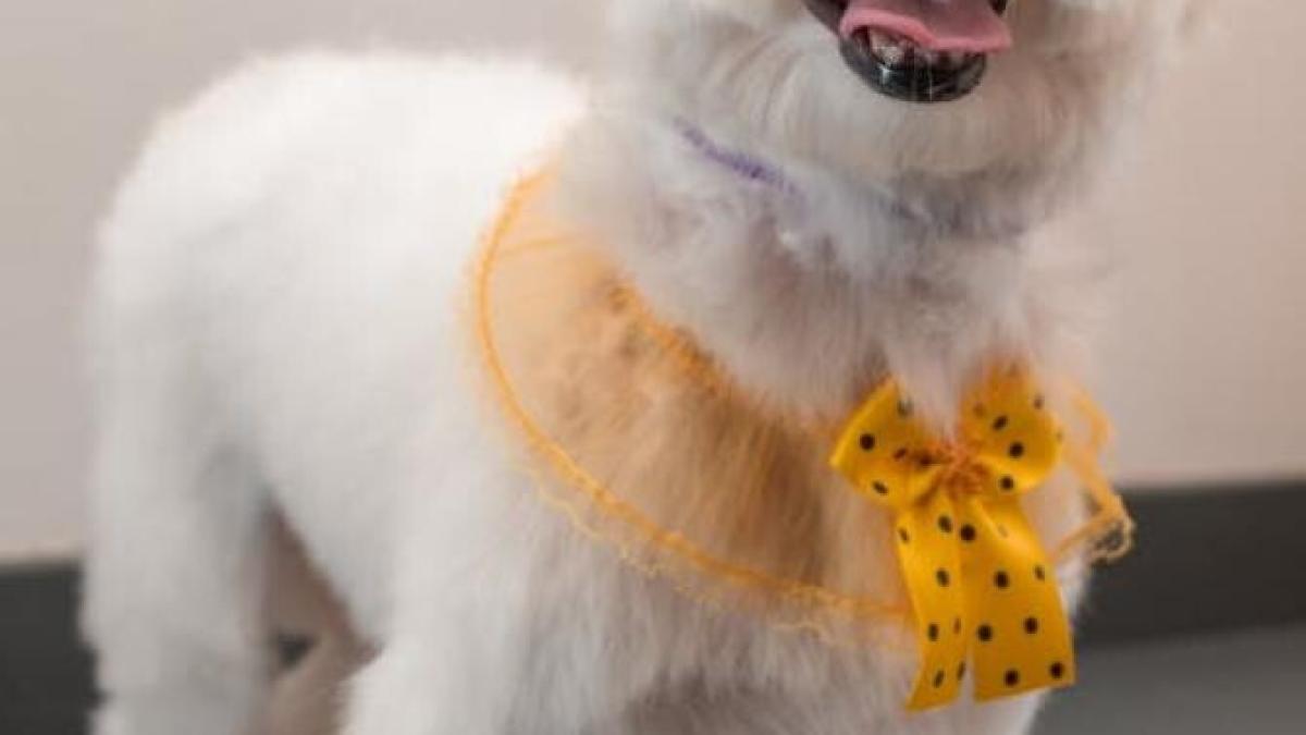 bichon_foto_pexels_25801400