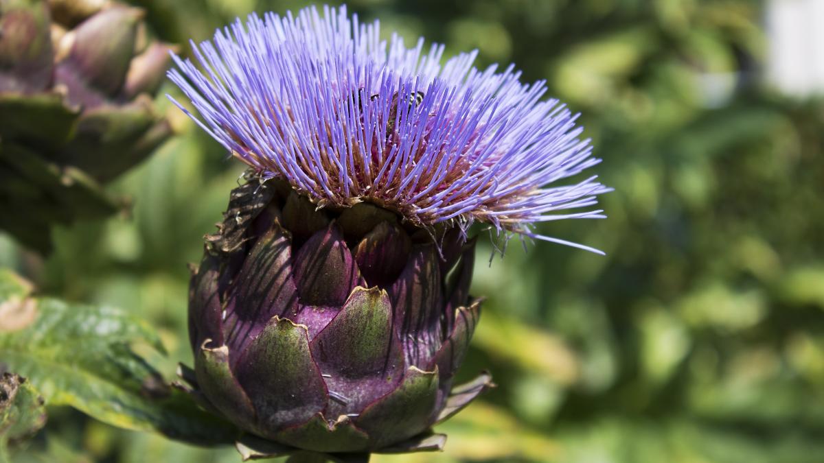 alimentele-amare_94223300