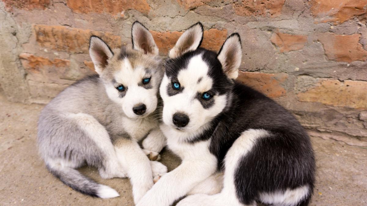 amenzi-impotriva-cruzimii-fata-de-animale_31341900