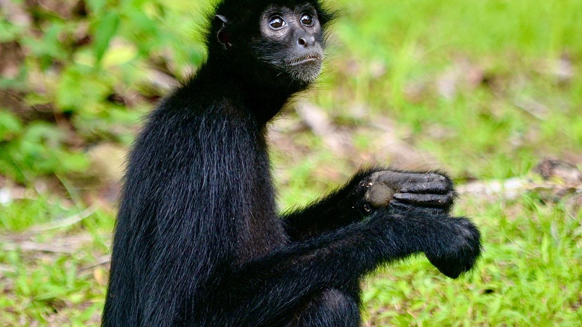 maimuta-paianjen-prefera-alcoolul_13424000