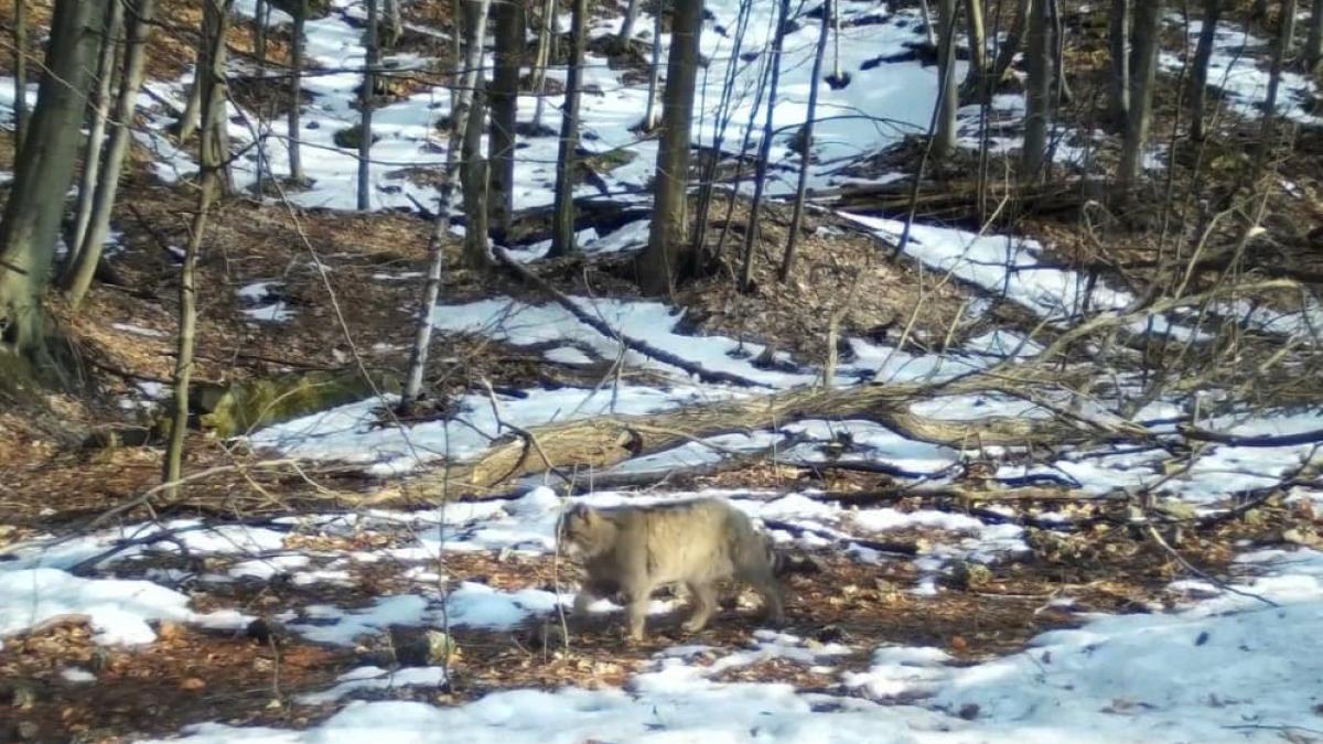 pisica-salbatica-romsilva_32355000