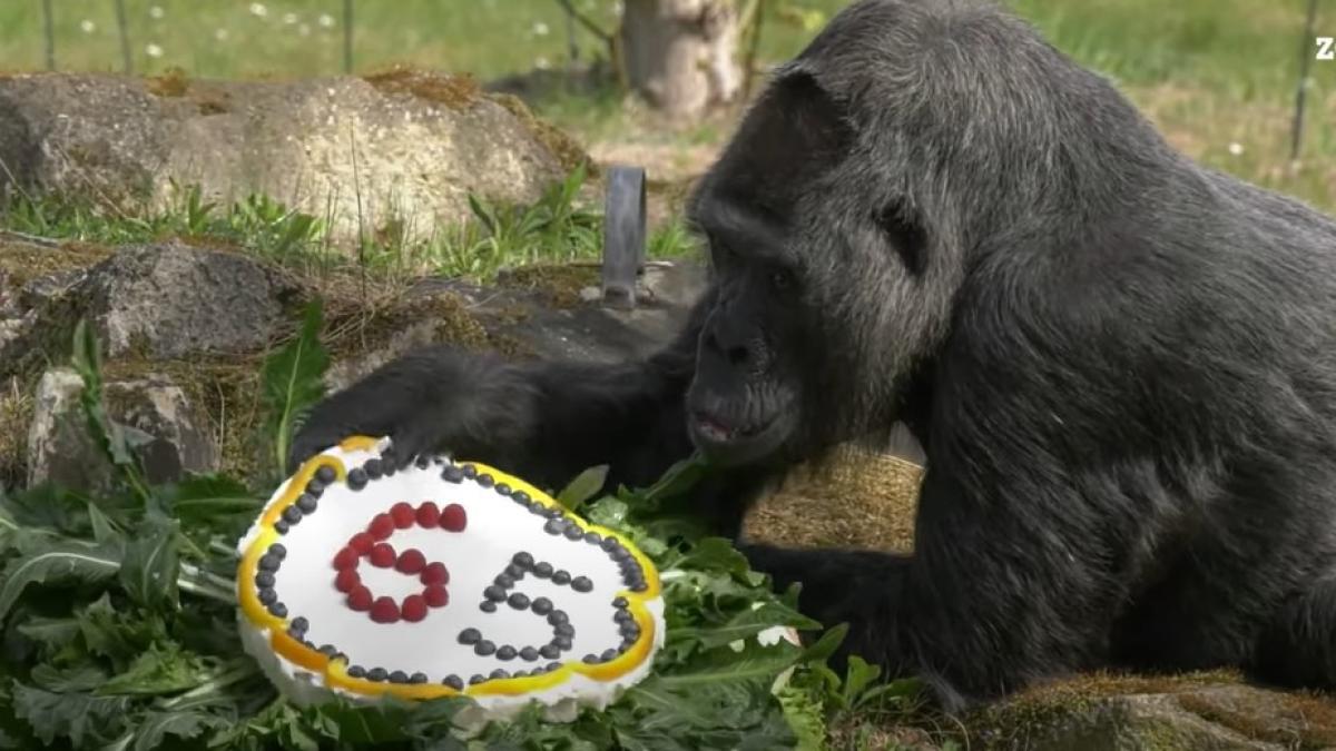 cea-mai-batrana-maimuta-din-lume_55873900