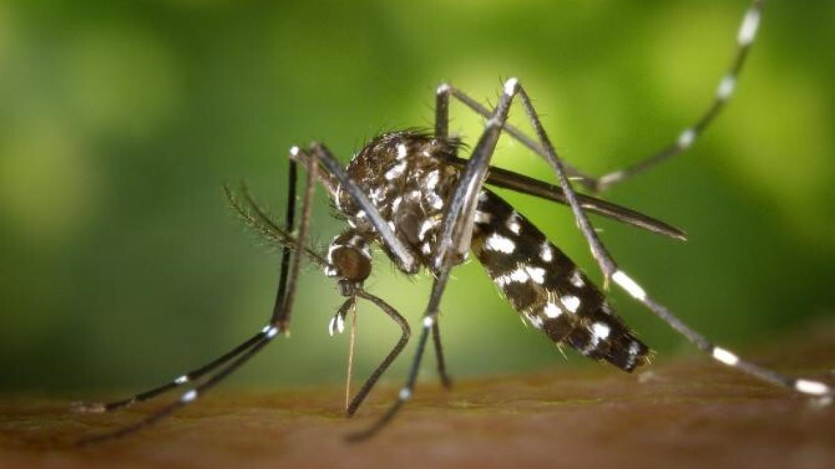 tantari-modificati-genetic-aedes-aegypti_36227500