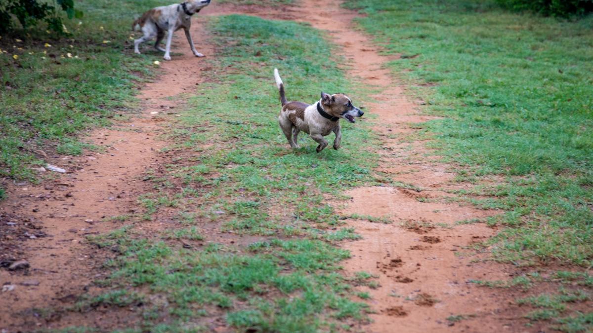 femeie-muscata-de-caini-in-zona-lacul-morii_93909400