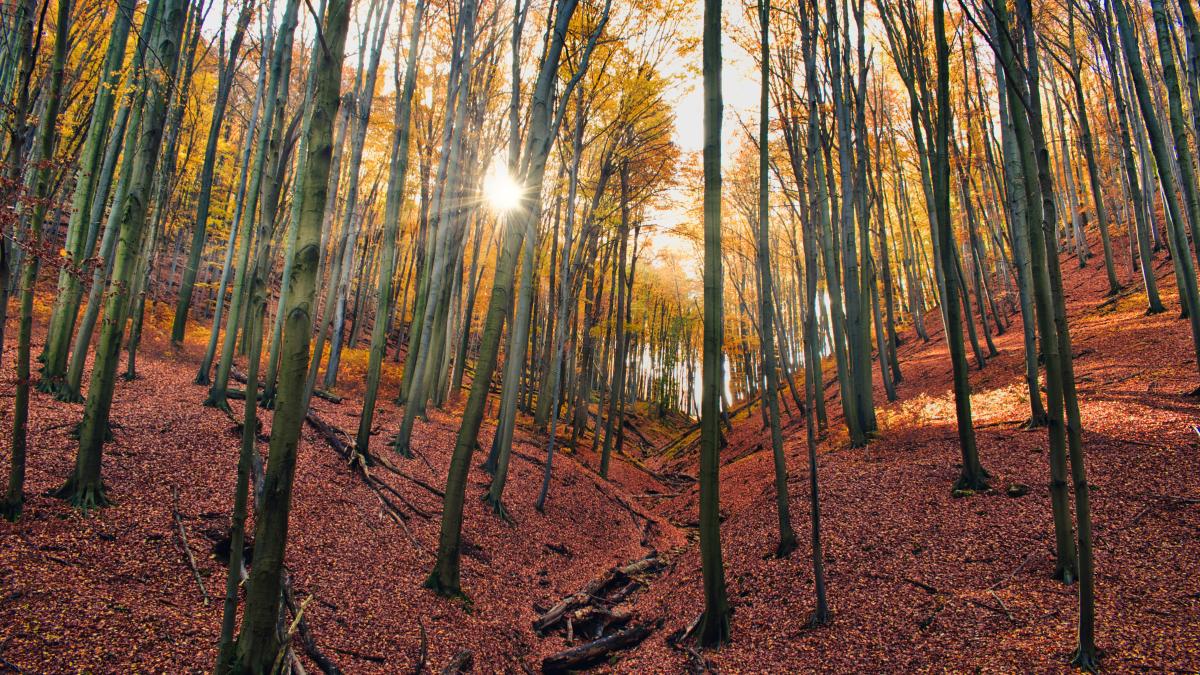 protectia-padurilor-din-ue-carmen-avram_05033200