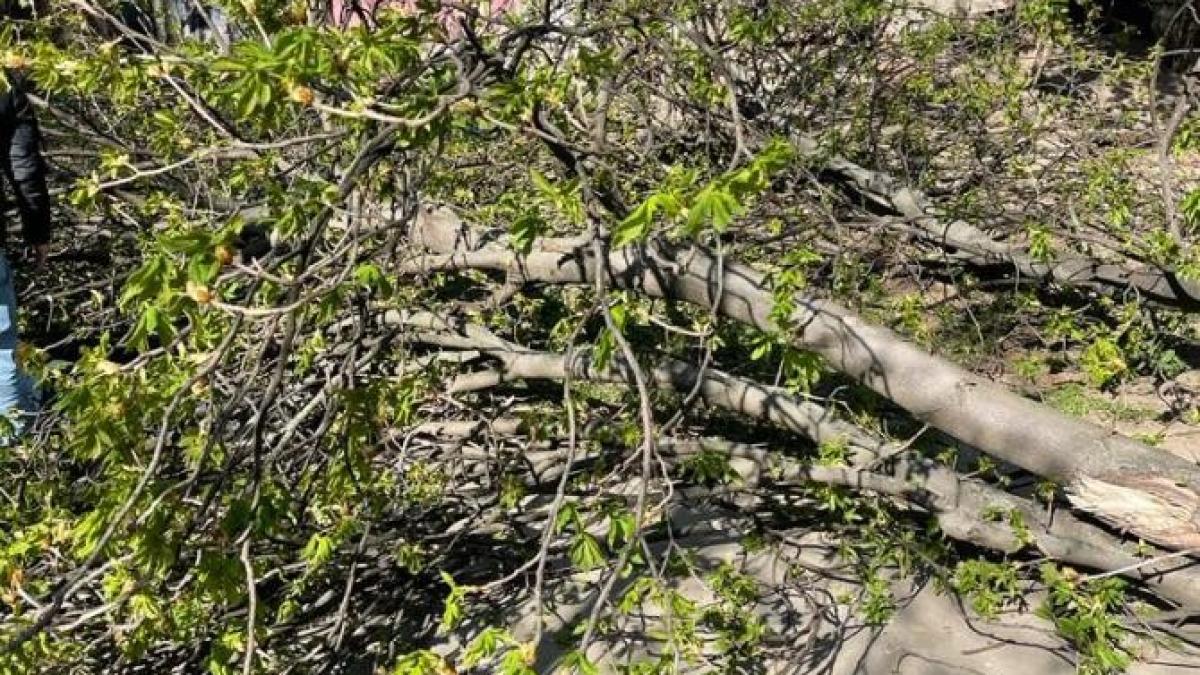 parc-cismigiu-copac-cazut-4_43523400