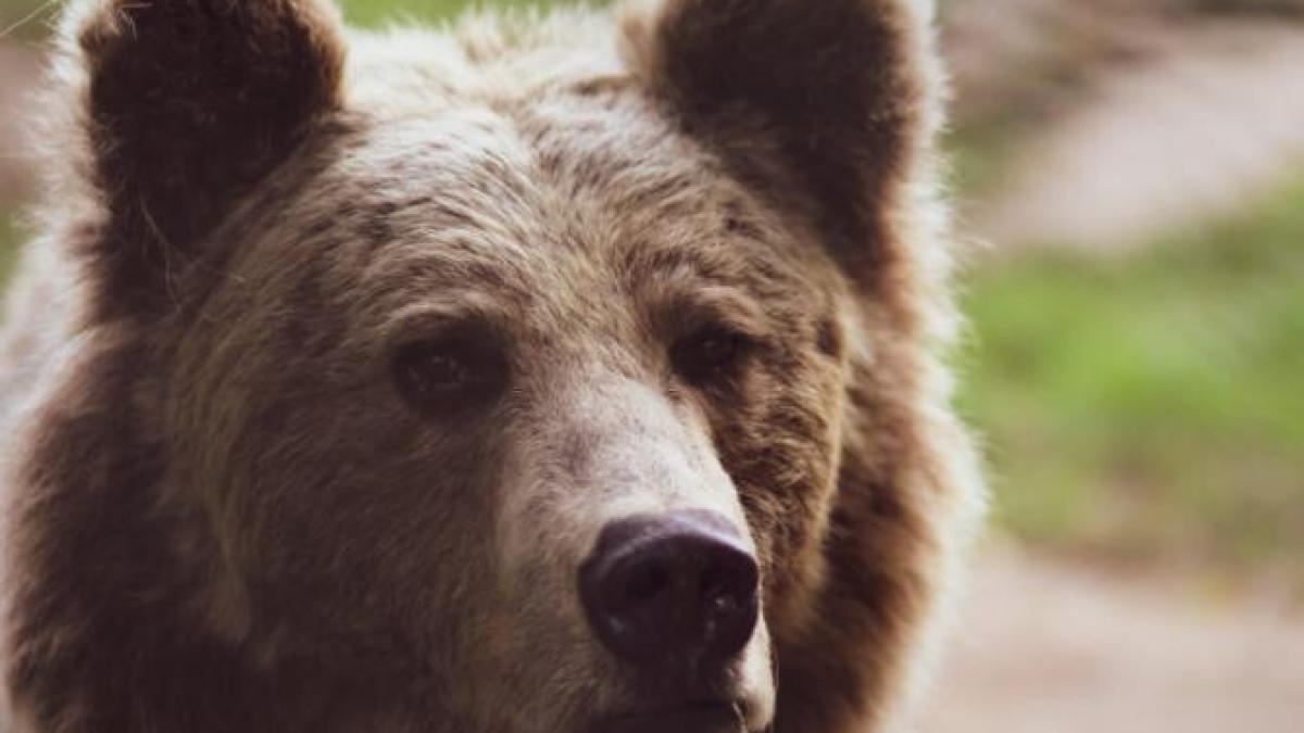 alerta-de-urs-in-ramnicu-valcea--animalul-salbatic-a-patruns-intr-o-gospodarie-in-feteni_95932000