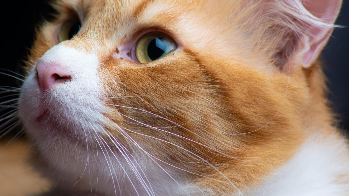 pisica-disparuta-de-cinci-ani-descoperita-pe-o-platforma-petroliera_29975900