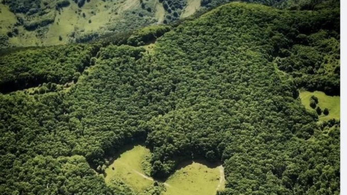 poiana-inimii_48240900