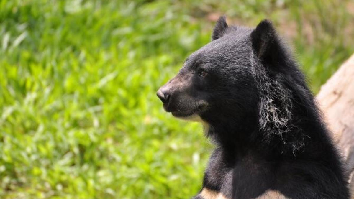 urs-hibernare-casa-california-pexels_39516300