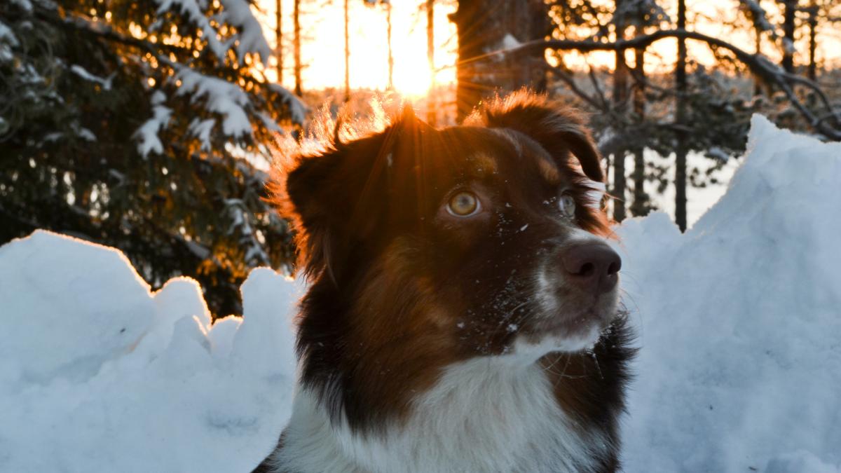 cainele-dracula-de-la-paris_02852100