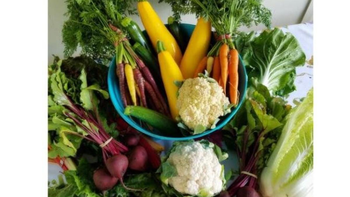 legume_foto_pexels_81378500