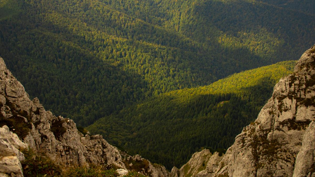 padurile-romaniei-carmen-avram_97855600