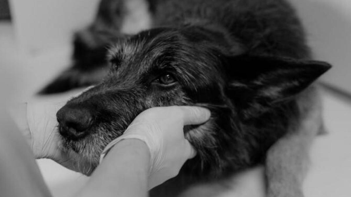 caine_foto_pexels_10106400