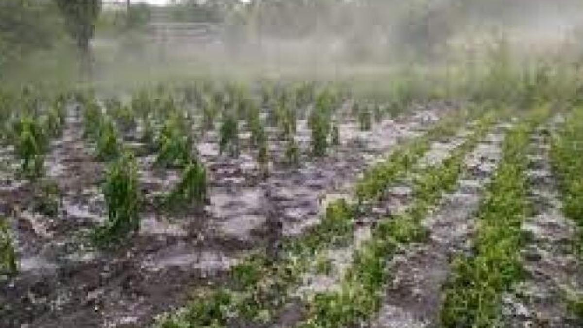 culturi-distruse_75169400