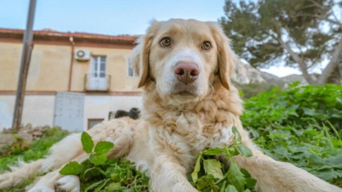 catel_foto_pexels_19313400