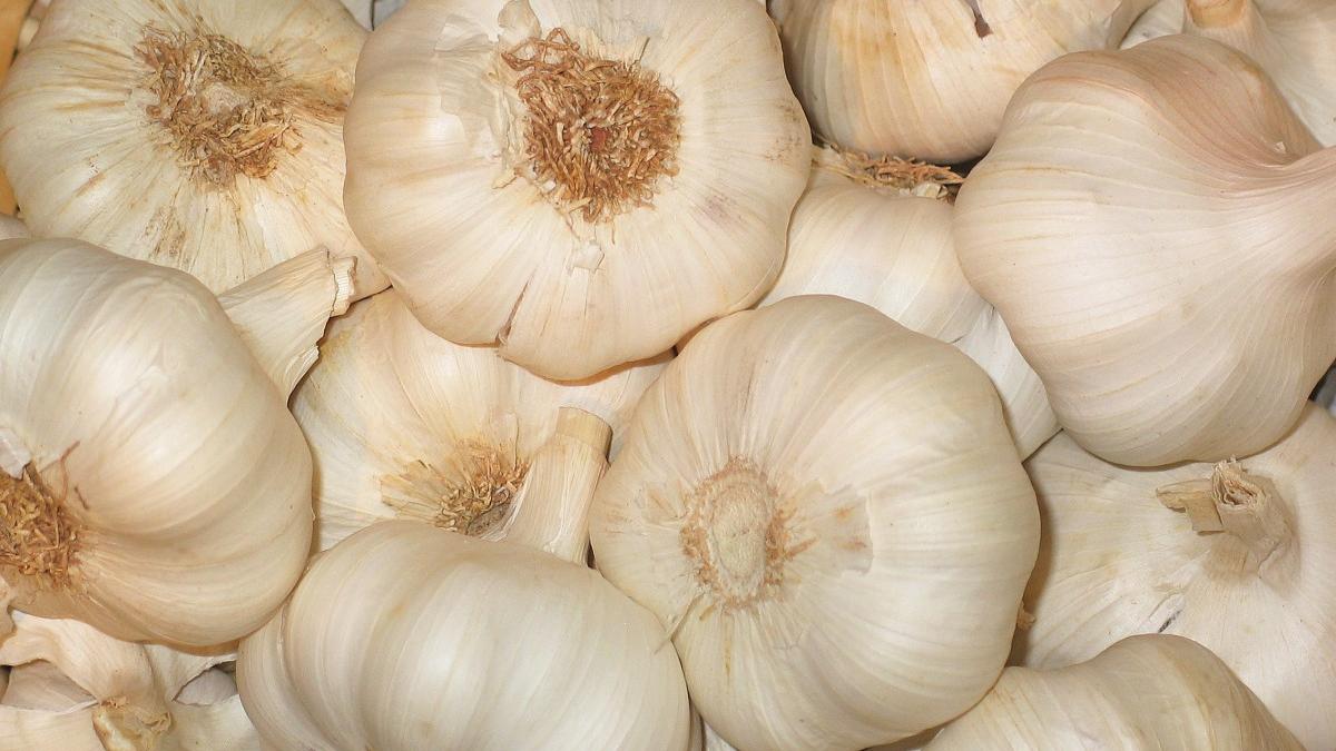 catei-de-usturoi_49326800