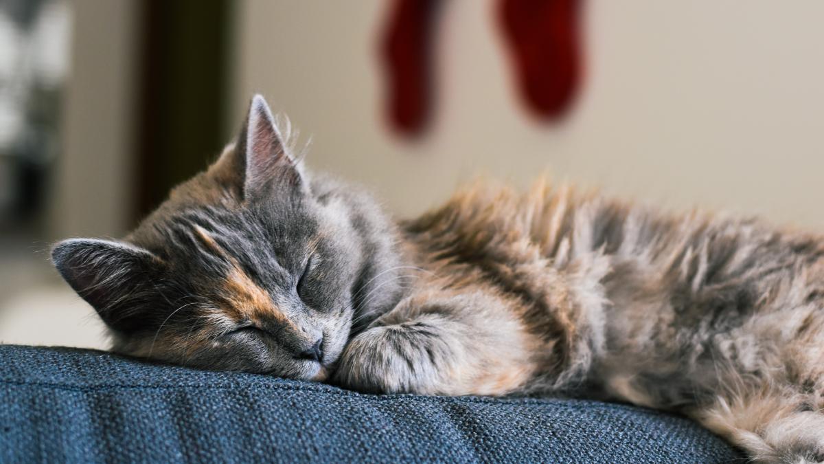 dresaj-pisica_63759300