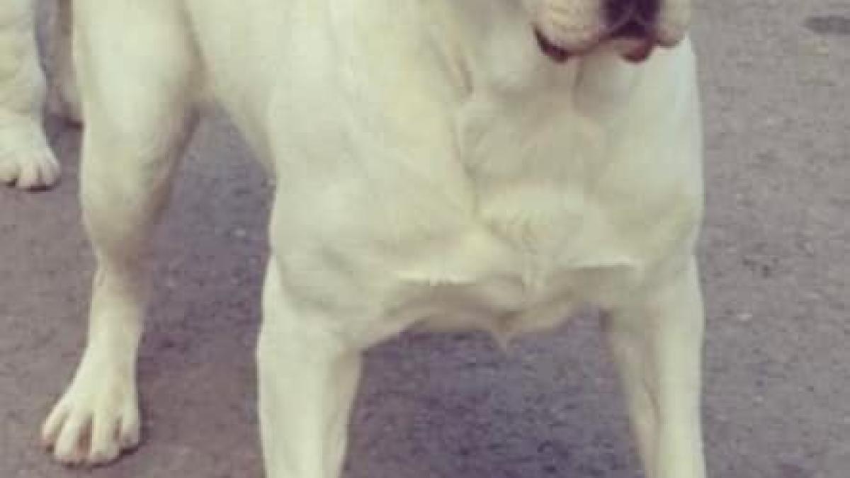 caine_andreea_balan_fb_burcea_29297000