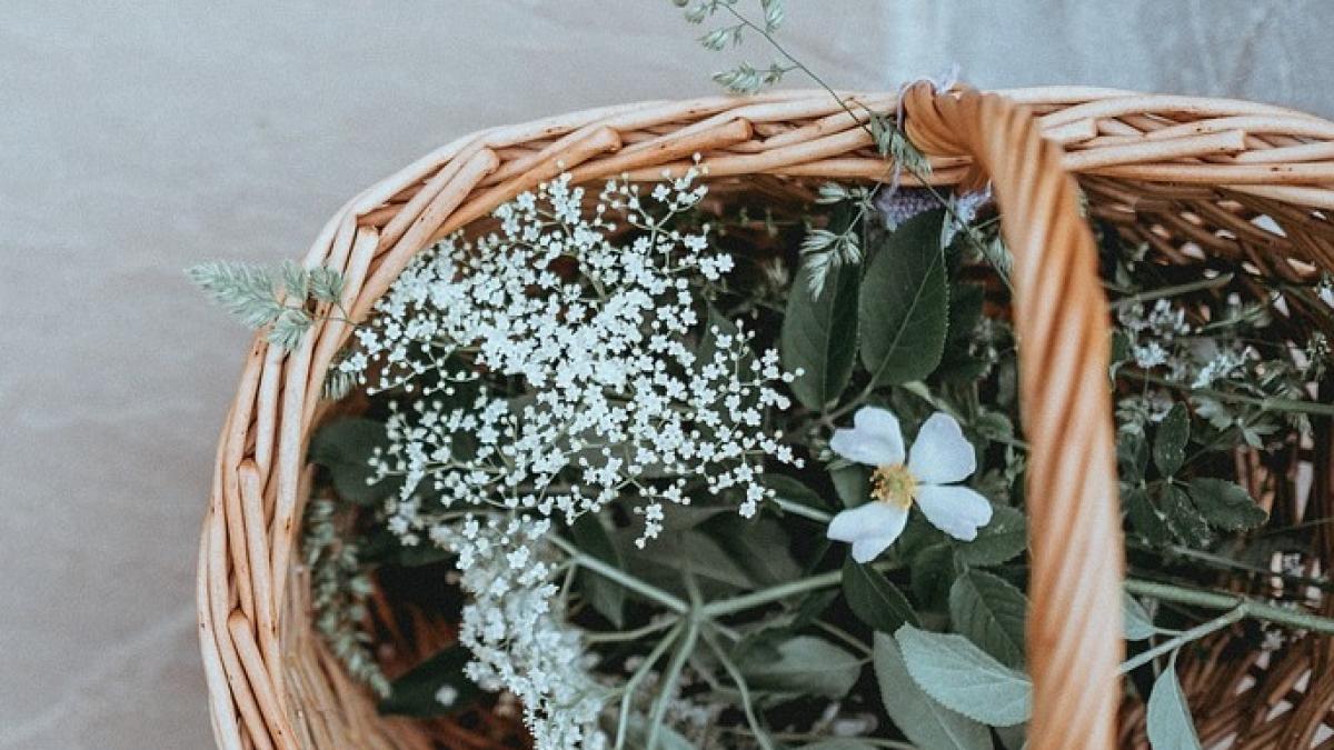 remedii-naturale-pentru-circulatia-sangelui--patru-plante-eficiente_35342800