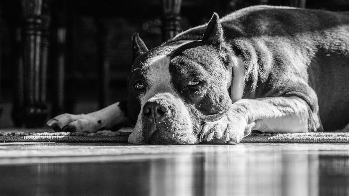 david-taffet-n5gfqveccda-unsplash_36142400