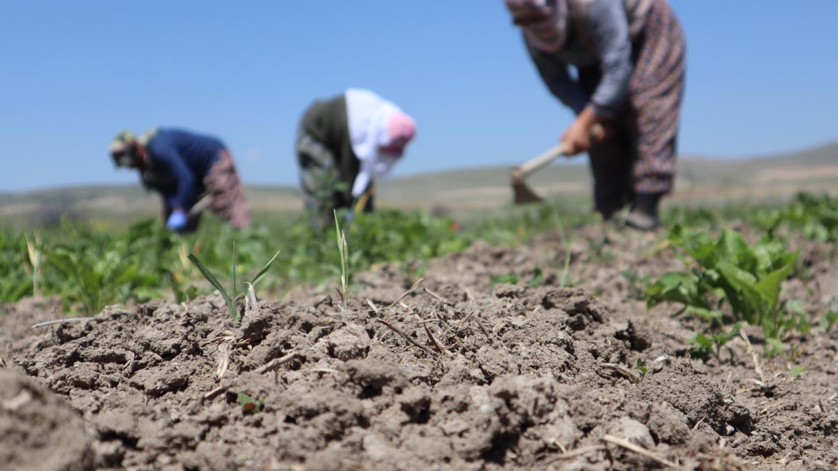 isi-ara-pamantul-si-a-descoperit-un-inel-de-aur_35381400