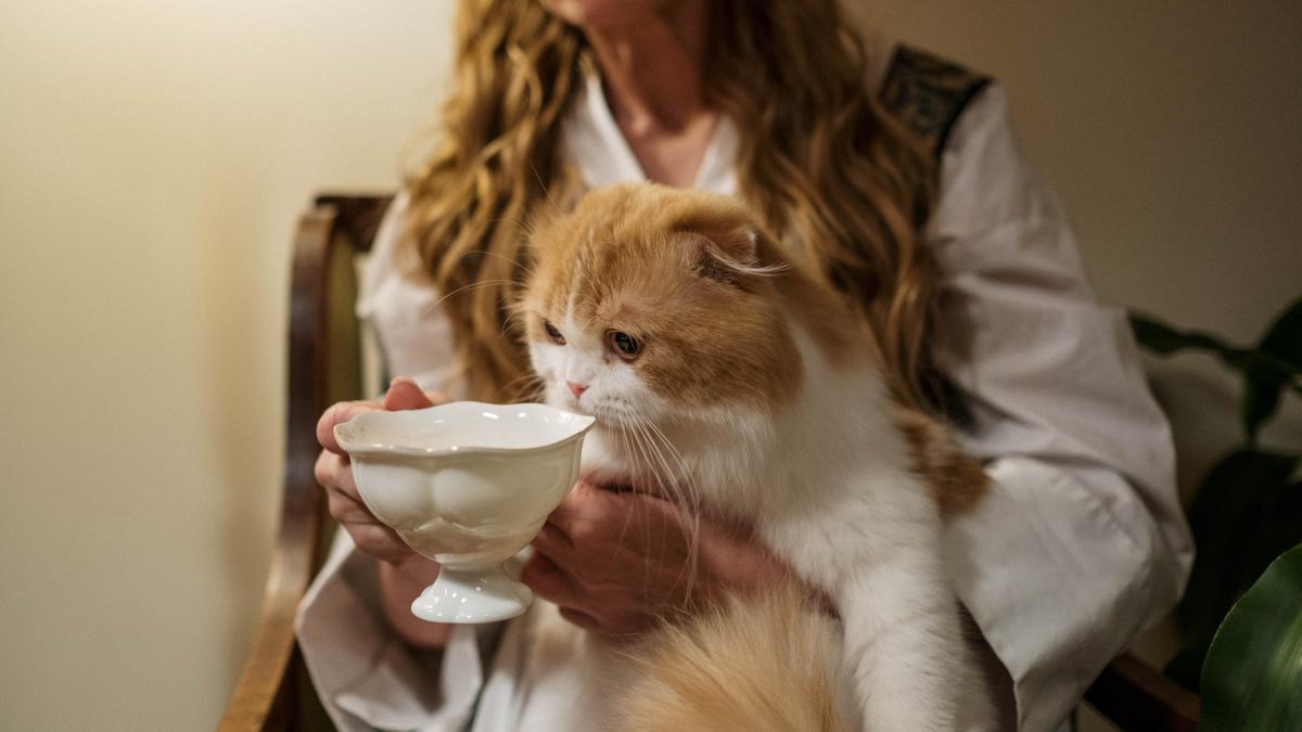 hrana_animal_de_companie_25938600