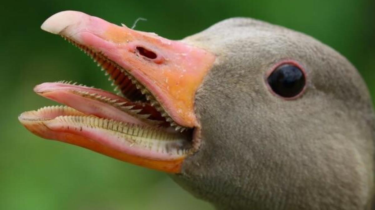 criza-foie-gras-franta_05921500