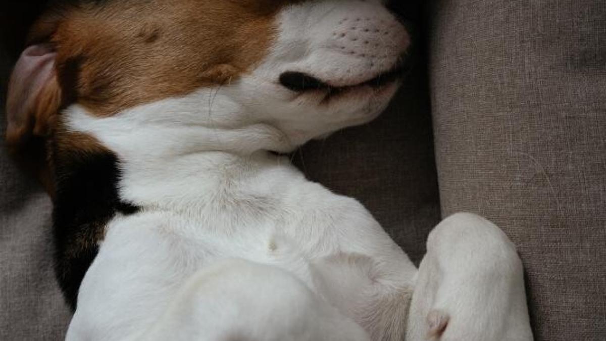 catel_foto_pexels_90107700