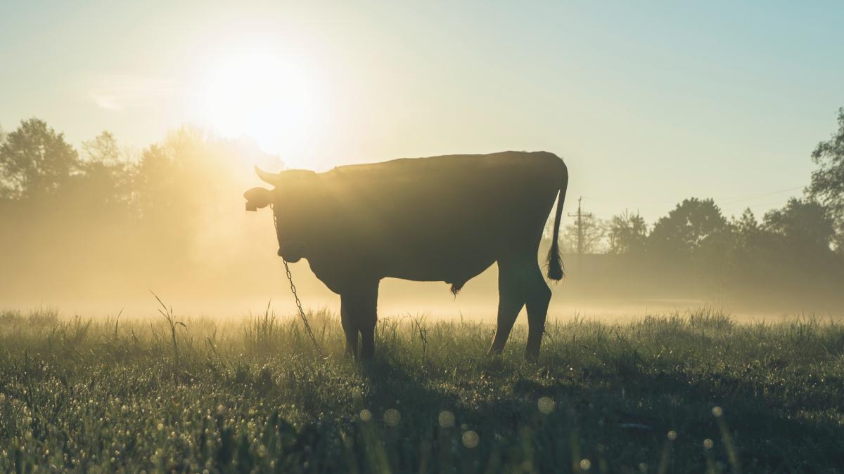 diferenta-dintre-moldova-si-maramures-alfred-bulai_98338200