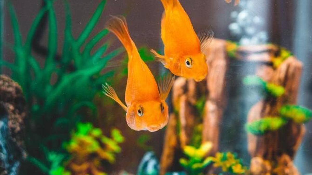 pestisori-acvariu-comesibili_45095700