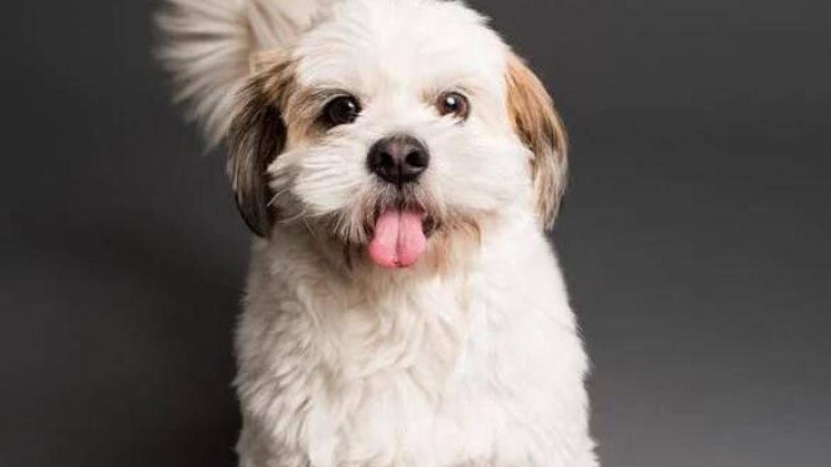 catel_bichon_foto_pexels_95945100