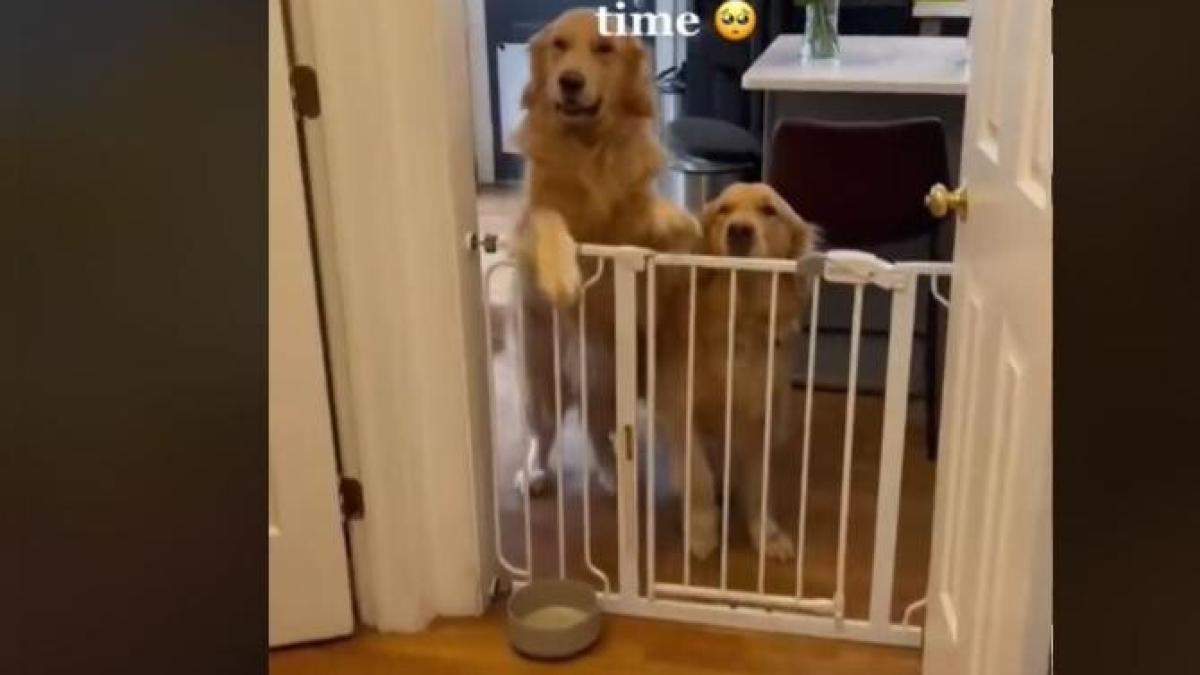 catei_captura_tiktok_22919400