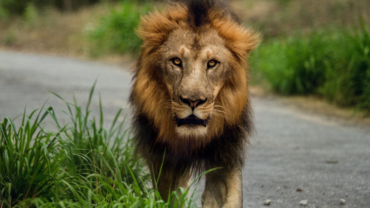 alerta-in-targoviste-leu--liber-intr-un-cartier-din-municipiu_14039700