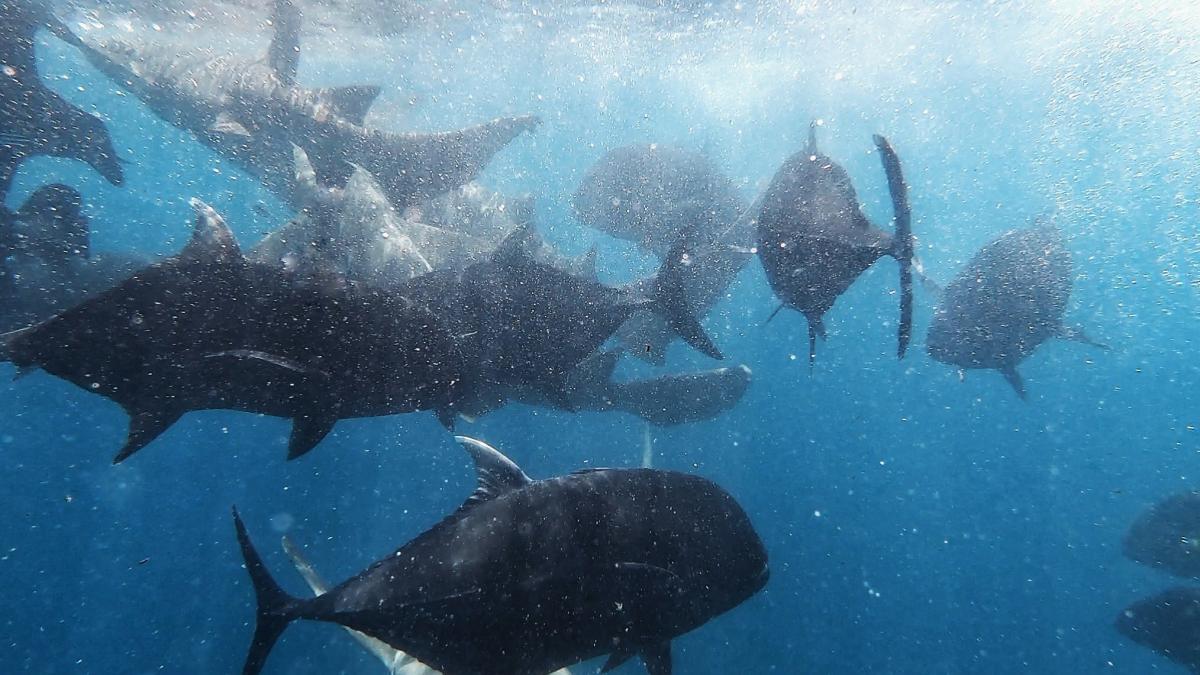 rexdan_pescuit_lucian_georgescu_pxl_24020300