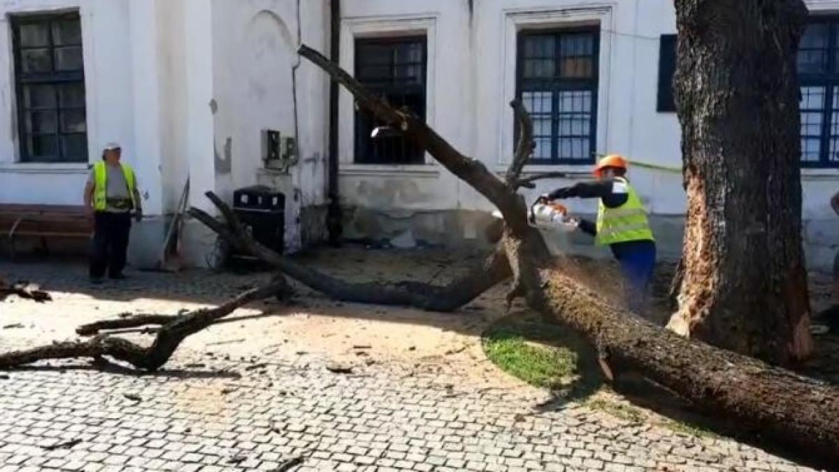 stejar_regele_ferdinand_cpv_95791600