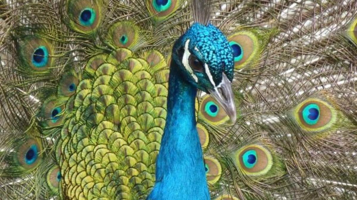 braconierii-de-pauni-au-ucis-trei-politisti-in-india_42982200