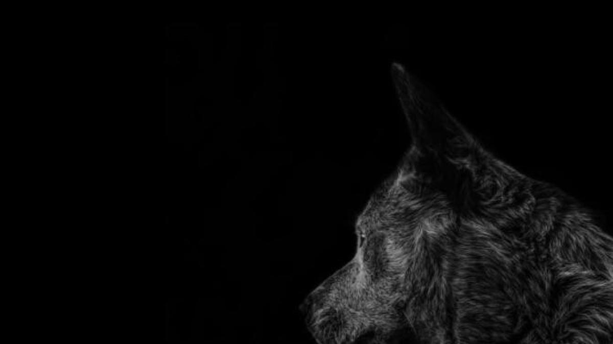 povestea-lui-hachiko--catelul-care--de-doua-luni--isi-asteapta-stapanii-langa-casa-distrusa-in-borodyanka-sursa---pexels_35790500