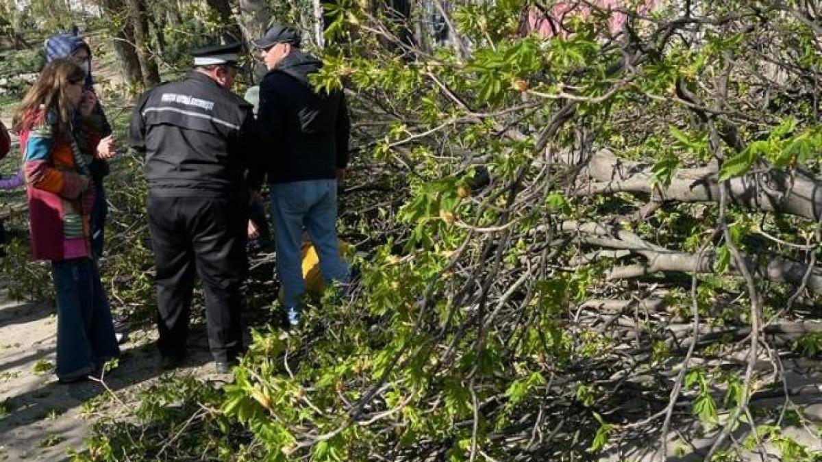 parc-cismigiu-copac-cazut-2_61436400