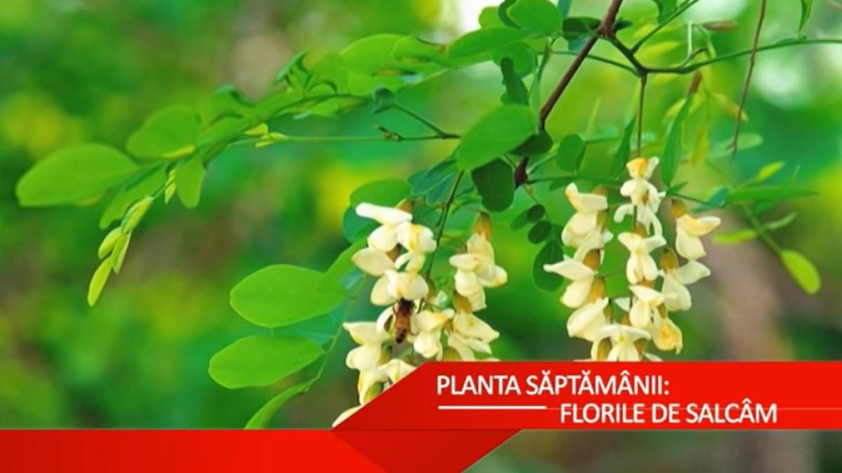 flori-de-salcam_66004300