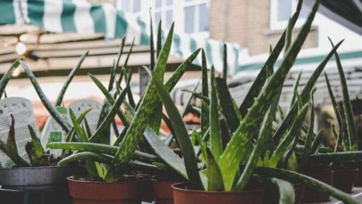 patru-plante-pe-care-trebuie-sa-sa-le-ai-in-casa---purifica-aerul-si-au-zeci-de-beneficii--afla-care-sunt-acestea_54818200