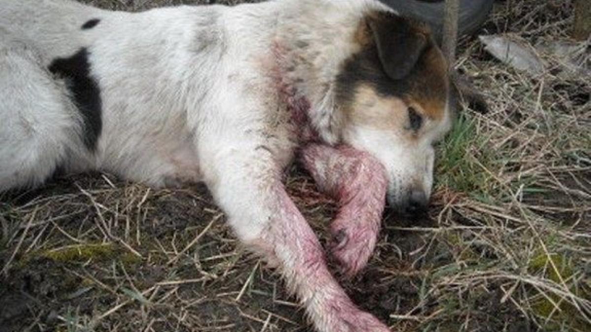 cruzime-animale_74891400