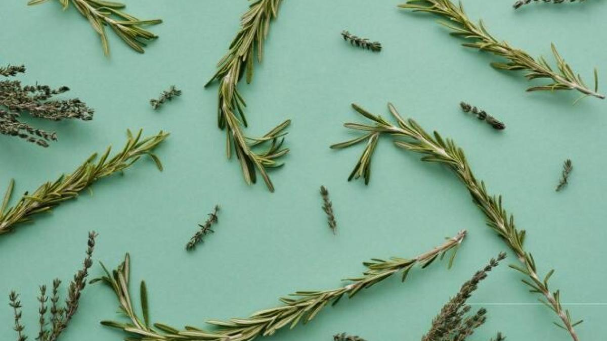 plante_mancare_foto_pexels_94691900