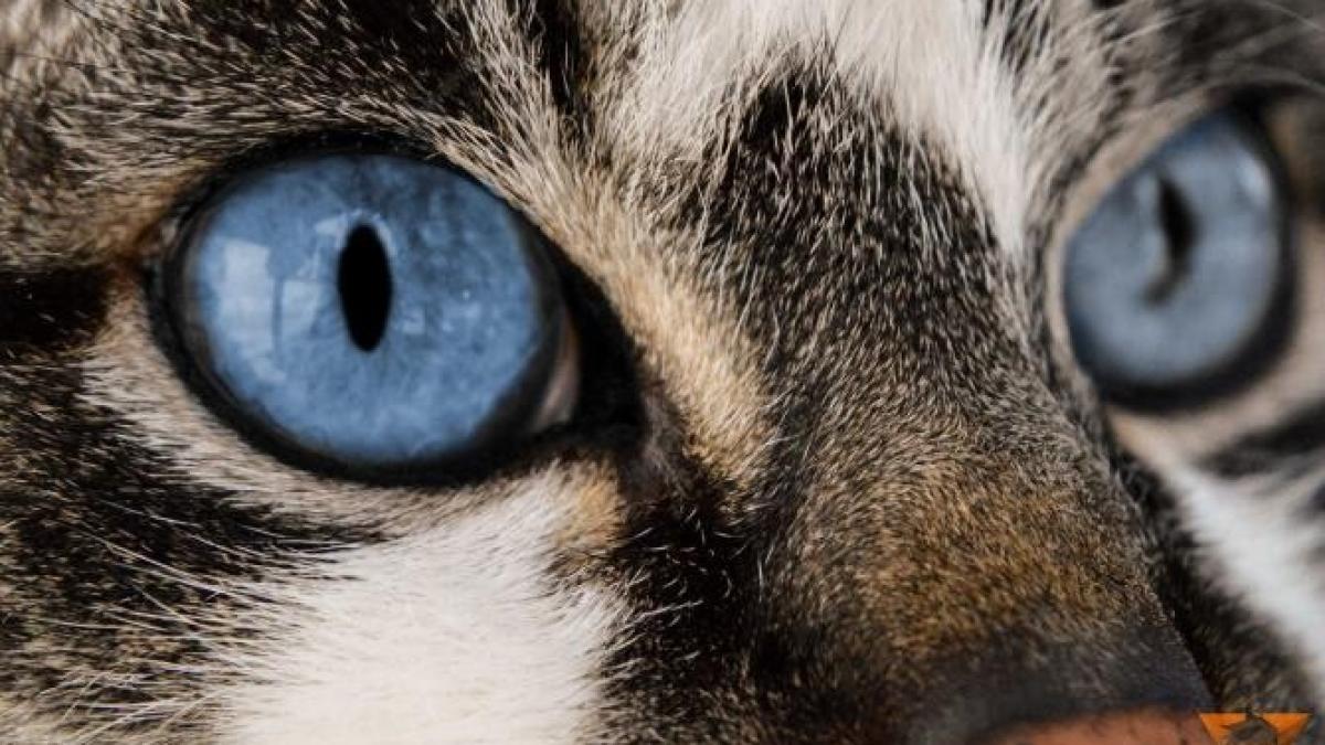 pisica-ochi-toxoplasmoza_94612100