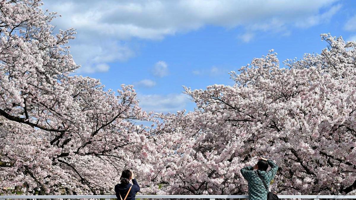 ciresi-japonia-tw--at-touristmtravel_39329900